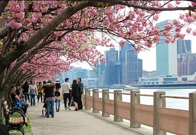 TOUR MỸ MÙA XUÂN 6N5Đ | NEW YORK - PHILADELPHIA - WASHINGTON D.C (Trải nghiệm Mùa Hoa Anh Đào )