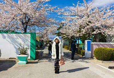 TOUR HÀN QUỐC MÙA XUÂN 5N4Đ | SEOUL - ĐẢO NAMI - EVERLAND (Bay VNA)