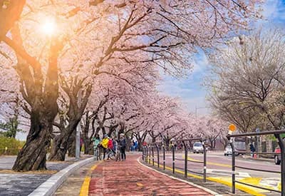 TOUR HÀN QUỐC MÙA HOA ANH ĐÀO 5N4Đ | SEOUL - EVERLAND - ĐẢO NAMI - THÁP NAMSAN