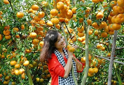 TOUR ĐỒNG THÁP 1N | LÀNG HOA SA ĐÉC - QUÝT HỒNG LAI VUNG - CHỢ QUÊ TÂN THUẬN ĐÔNG