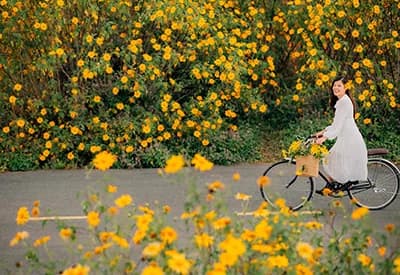 TOUR ĐÔNG BẮC 6N5Đ MÙA HOA DÃ QUỲ | HÀ NỘI - HẠ LONG - HÀ GIANG - ĐỒNG VĂN - LŨNG CÚ (Bay Sun PhuQuoc Airways)