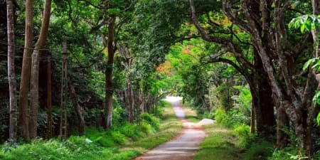 Tour Ninh Bình 1 Ngày | Vườn Quốc Gia Cúc Phương