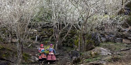 Tour Lào Cai 2N1Đ | Hà Nội - Bắc Hà - Tả Van Chư - Dinh Thự Hoàng A Tưởng