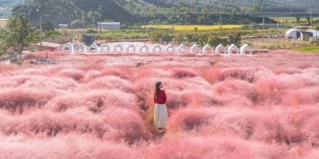 TOUR HÀN QUỐC MÙA THU 6N5Đ | HÀ NỘI - BUSAN - GYEONGJU - SEOUL - ĐẢO NAMI - TÀU ĐIỆN VEN BIỂN HAEUNDAE - CỎ HỒNG MUHLY - LÀNG VĂN HÓA HUINNYEOUL